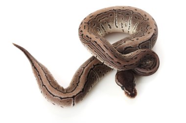 axanthic çizgili top python