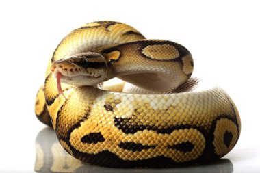 pastave top python