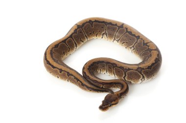 çikolata pinstripe top python