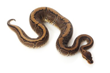 çikolata pinstripe top python