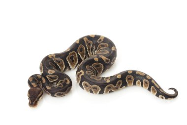 pitón bola de chocolate