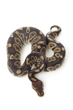 pitón bola de chocolate