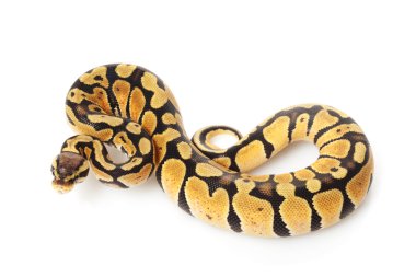 pastel top python