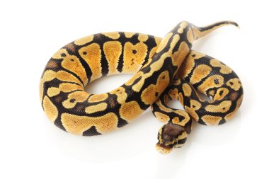 pastel top python