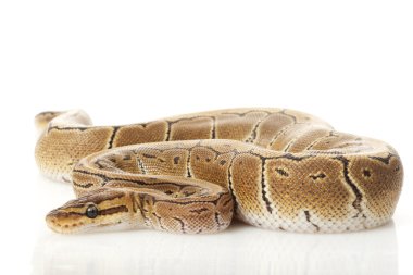 pastel pinstripe top python
