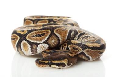 hayalet top python