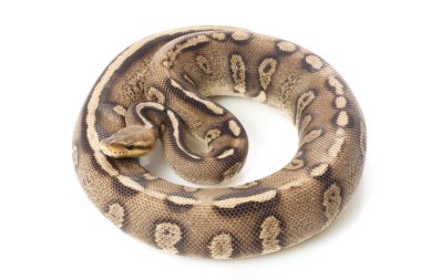 pastel Süper çikolatalı top python