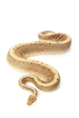 çikolata spinner top python