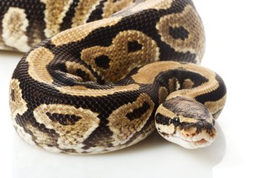 hayalet top python