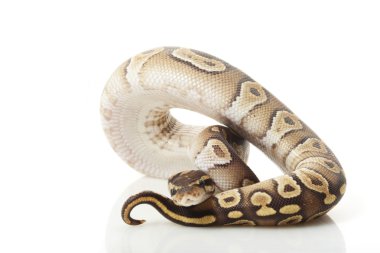 Mojave top python