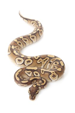 Mojave top python