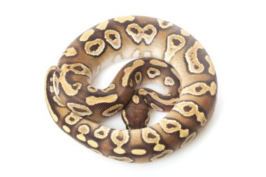 Mojave top python