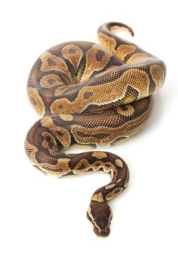 Tarçın enchi top python