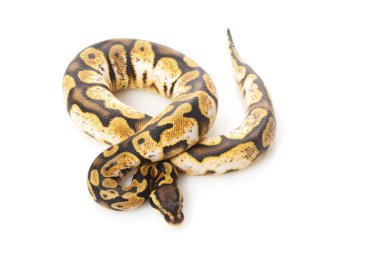 pastel narenciye alaca top python