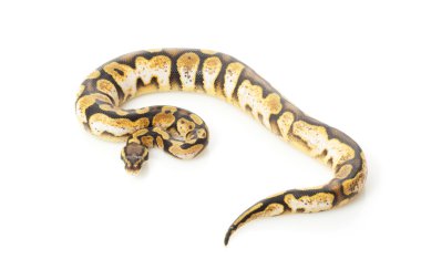 pastel narenciye alaca top python