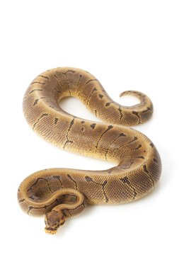 kadını ince çizgili kumaş top python