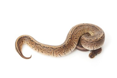 Tarçın pinstripe top python