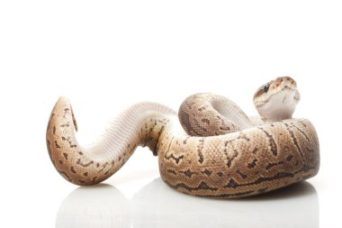 Tarçın pinstripe top python