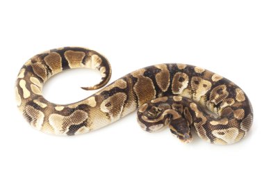 Paradox az platin top python