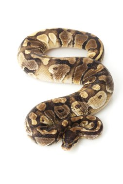 Paradox az platin top python