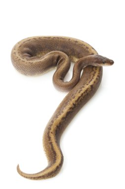 altın tozu örümcek top python