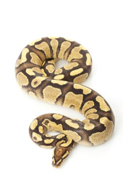 sarı karın top python ateş