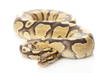 sarı karın top python ateş