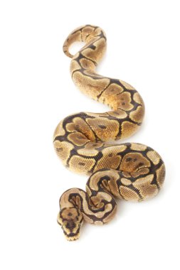 örümcek sarı karın top python