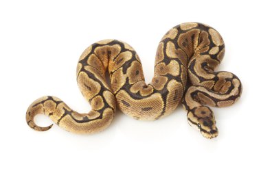 örümcek sarı karın top python