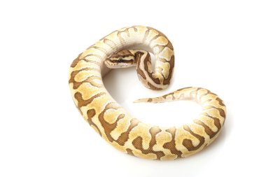 kadını daha az platin enchi top python