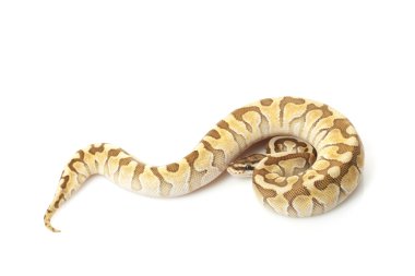 kadını daha az platin enchi top python