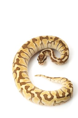 kadını daha az platin enchi top python