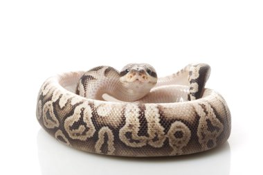 siyah kalaylı top python