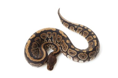 siyah opal top python