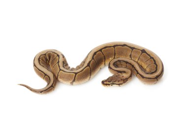 siyah opal örümcek top python