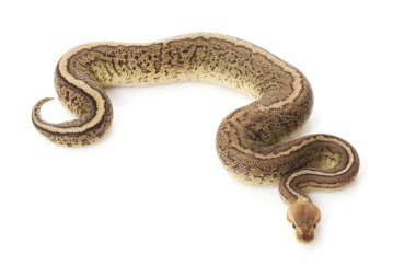 pastel kamuflaj top python