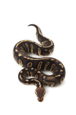 Süper çikolatalı top python