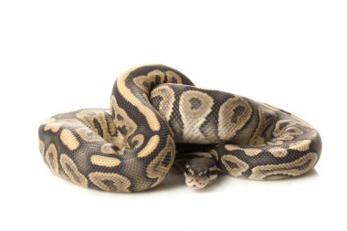 hayalet siyah pastel top python