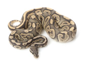 hayalet siyah pastel top python