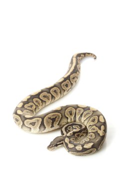 hayalet siyah pastel top python