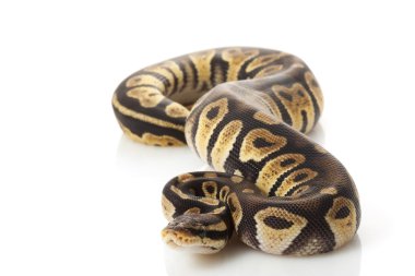 çikolata pastel top python