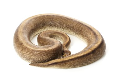 Genetik şerit top python soluk