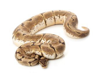 Stinger arı top python