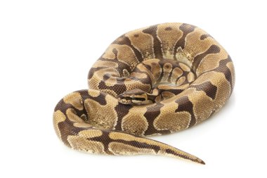 enchi top python