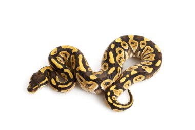 Granit mojave top python