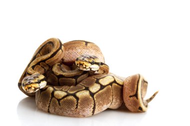örümcek top python