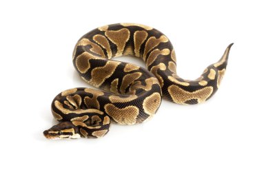 sarı karın top python