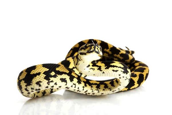 Dschungelteppichpython — Stockfoto