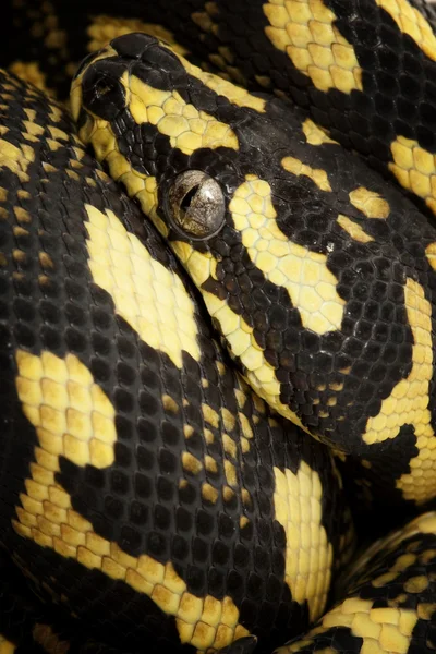 Orman halı python — Stok fotoğraf