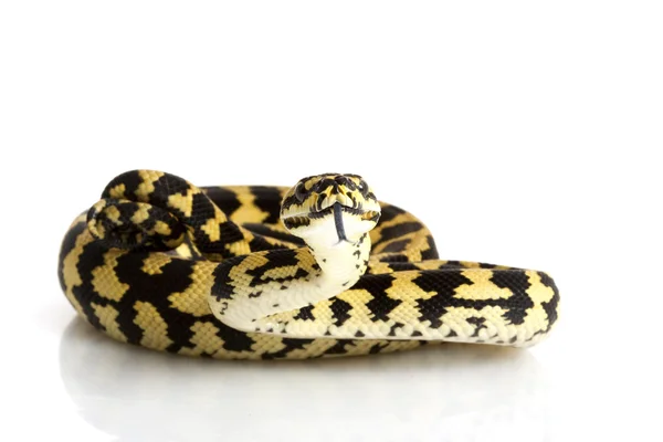 Alfombra de la selva python —  Fotos de Stock